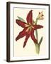 Amaryllis II-Cooke-Framed Art Print