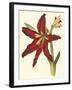 Amaryllis II-Cooke-Framed Art Print