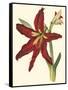 Amaryllis II-Cooke-Framed Stretched Canvas