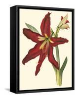 Amaryllis II-Cooke-Framed Stretched Canvas