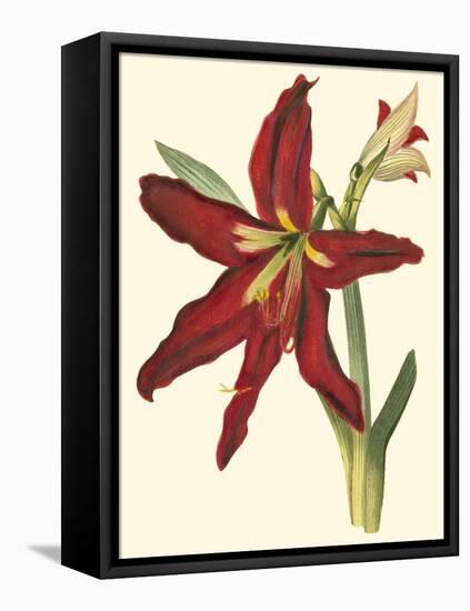 Amaryllis II-Cooke-Framed Stretched Canvas