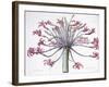 Amaryllis Josephina, 1802-1816-Pierre-Joseph Redouté-Framed Giclee Print