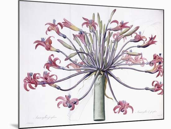 Amaryllis Josephina, 1802-1816-Pierre-Joseph Redouté-Mounted Giclee Print