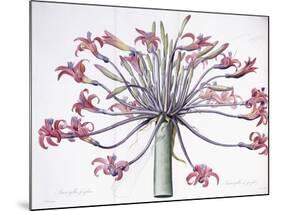 Amaryllis Josephina, 1802-1816-Pierre-Joseph Redouté-Mounted Giclee Print