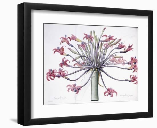 Amaryllis Josephina, 1802-1816-Pierre-Joseph Redouté-Framed Giclee Print