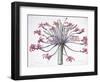 Amaryllis Josephina, 1802-1816-Pierre-Joseph Redouté-Framed Giclee Print