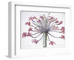 Amaryllis Josephina, 1802-1816-Pierre-Joseph Redouté-Framed Giclee Print