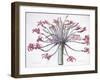 Amaryllis Josephina, 1802-1816-Pierre-Joseph Redouté-Framed Giclee Print