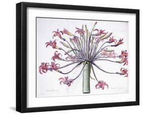 Amaryllis Josephina, 1802-1816-Pierre-Joseph Redouté-Framed Giclee Print