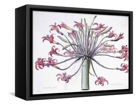 Amaryllis Josephina, 1802-1816-Pierre-Joseph Redouté-Framed Stretched Canvas