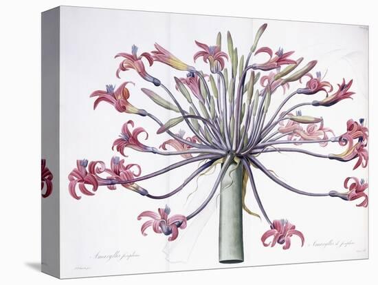 Amaryllis Josephina, 1802-1816-Pierre-Joseph Redouté-Stretched Canvas