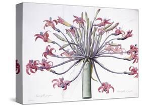 Amaryllis Josephina, 1802-1816-Pierre-Joseph Redouté-Stretched Canvas