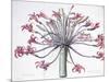 Amaryllis Josephina, 1802-1816-Pierre-Joseph Redouté-Mounted Giclee Print