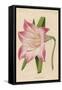 Amaryllis Marmorata-G. Severeyns-Framed Stretched Canvas