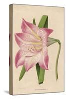 Amaryllis Marmorata-G. Severeyns-Stretched Canvas