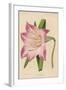 Amaryllis Marmorata-G. Severeyns-Framed Art Print