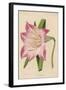 Amaryllis Marmorata-G. Severeyns-Framed Art Print