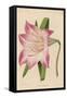 Amaryllis Marmorata-G. Severeyns-Framed Stretched Canvas