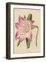 Amaryllis Marmorata-G. Severeyns-Framed Art Print