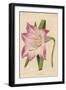 Amaryllis Marmorata-G. Severeyns-Framed Art Print