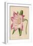 Amaryllis Marmorata-G. Severeyns-Framed Art Print