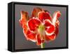 Amaryllis Red-Charles Bowman-Framed Stretched Canvas