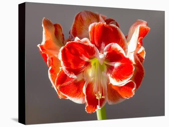 Amaryllis Red-Charles Bowman-Stretched Canvas