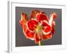 Amaryllis Red-Charles Bowman-Framed Photographic Print