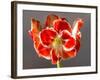 Amaryllis Red-Charles Bowman-Framed Photographic Print