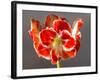 Amaryllis Red-Charles Bowman-Framed Photographic Print