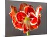 Amaryllis Red-Charles Bowman-Mounted Photographic Print