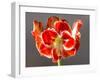 Amaryllis Red-Charles Bowman-Framed Photographic Print