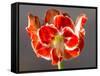 Amaryllis Red-Charles Bowman-Framed Stretched Canvas