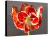 Amaryllis Red-Charles Bowman-Stretched Canvas