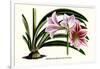 Amaryllis Reticulata Vittata-Louis Van Houtte-Framed Art Print