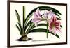 Amaryllis Reticulata Vittata-Louis Van Houtte-Framed Art Print