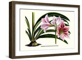 Amaryllis Reticulata Vittata-Louis Van Houtte-Framed Art Print