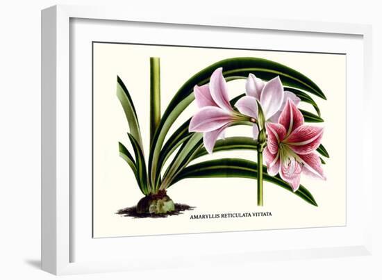 Amaryllis Reticulata Vittata-Louis Van Houtte-Framed Art Print