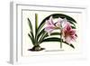 Amaryllis Reticulata Vittata-Louis Van Houtte-Framed Art Print