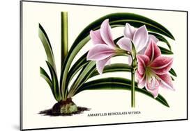 Amaryllis Reticulata Vittata-Louis Van Houtte-Mounted Art Print