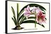 Amaryllis Reticulata Vittata-Louis Van Houtte-Framed Stretched Canvas