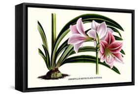 Amaryllis Reticulata Vittata-Louis Van Houtte-Framed Stretched Canvas