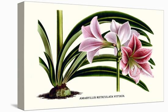 Amaryllis Reticulata Vittata-Louis Van Houtte-Stretched Canvas