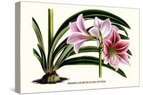 Amaryllis Reticulata Vittata-Louis Van Houtte-Stretched Canvas