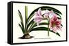 Amaryllis Reticulata Vittata-Louis Van Houtte-Framed Stretched Canvas