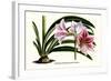 Amaryllis Reticulata Vittata-Louis Van Houtte-Framed Art Print