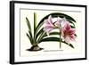 Amaryllis Reticulata Vittata-Louis Van Houtte-Framed Art Print