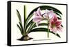 Amaryllis Reticulata Vittata-Louis Van Houtte-Framed Stretched Canvas