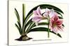 Amaryllis Reticulata Vittata-Louis Van Houtte-Stretched Canvas