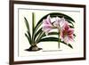 Amaryllis Reticulata Vittata-Louis Van Houtte-Framed Premium Giclee Print